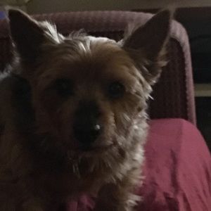 Meet your Posher, Maurice